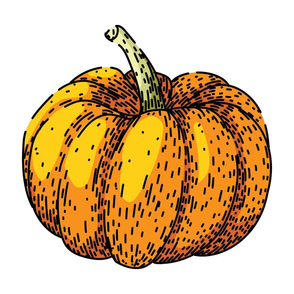carving pumpkin sketch hand drawn vector
