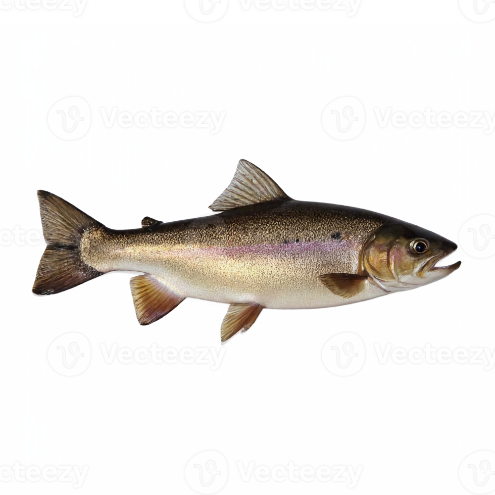 Rainbow Trout Fish Isolated on Transparent Background Clipping Path Freshwater Gamefish png