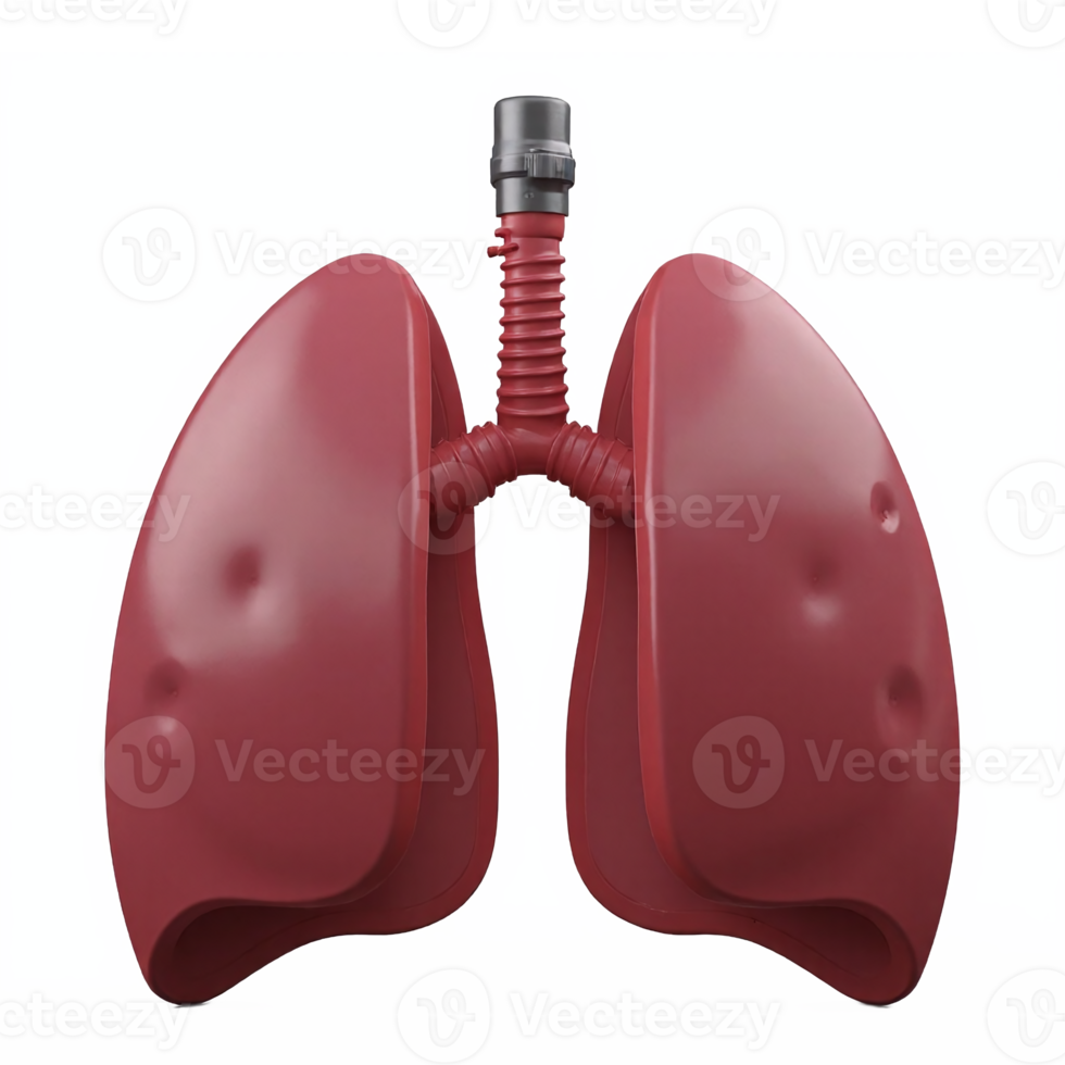 Human Respiratory Lungs Anatomy Illustration with Trachea Transparent Background Clipping Path png