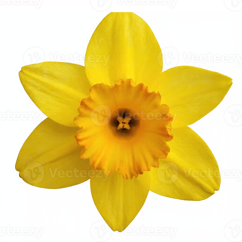 Yellow Daffodil Flower Bloom with Trumpet Shaped Corona on Transparent Background Clipping Path png