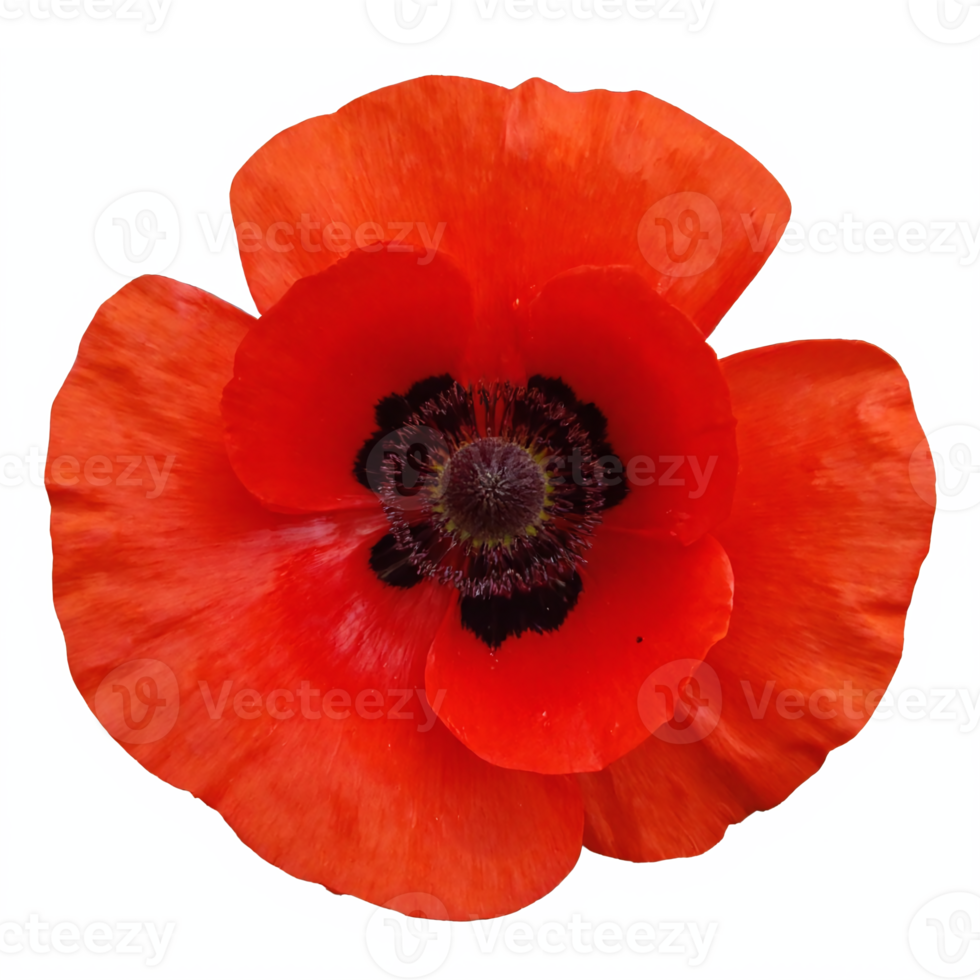 Bright Red Poppy Flower Bloom Top View with Transparent Background Clipping Path png