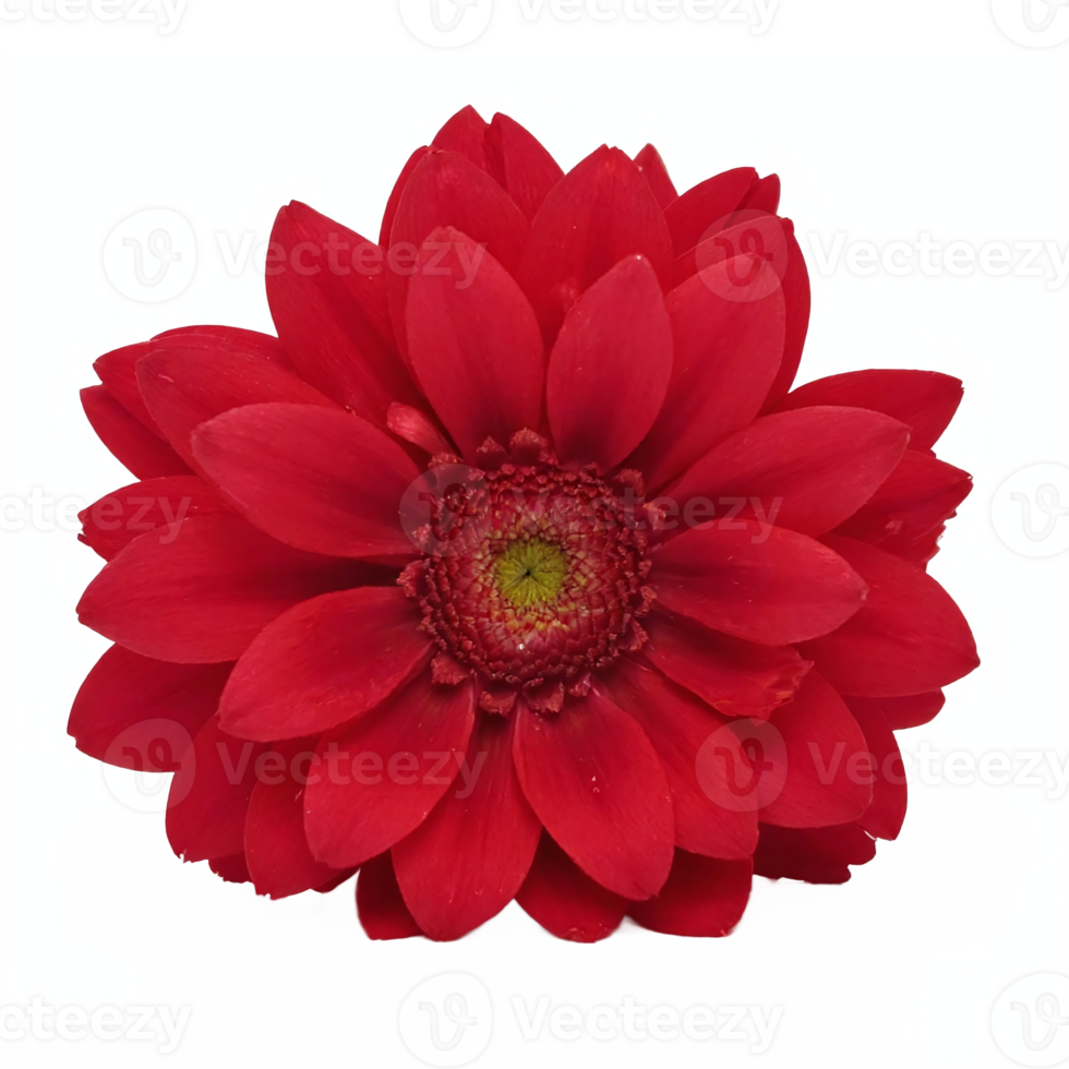 Red Dahlia Flower Full Bloom Isolated on Transparent Background Clipping Path png