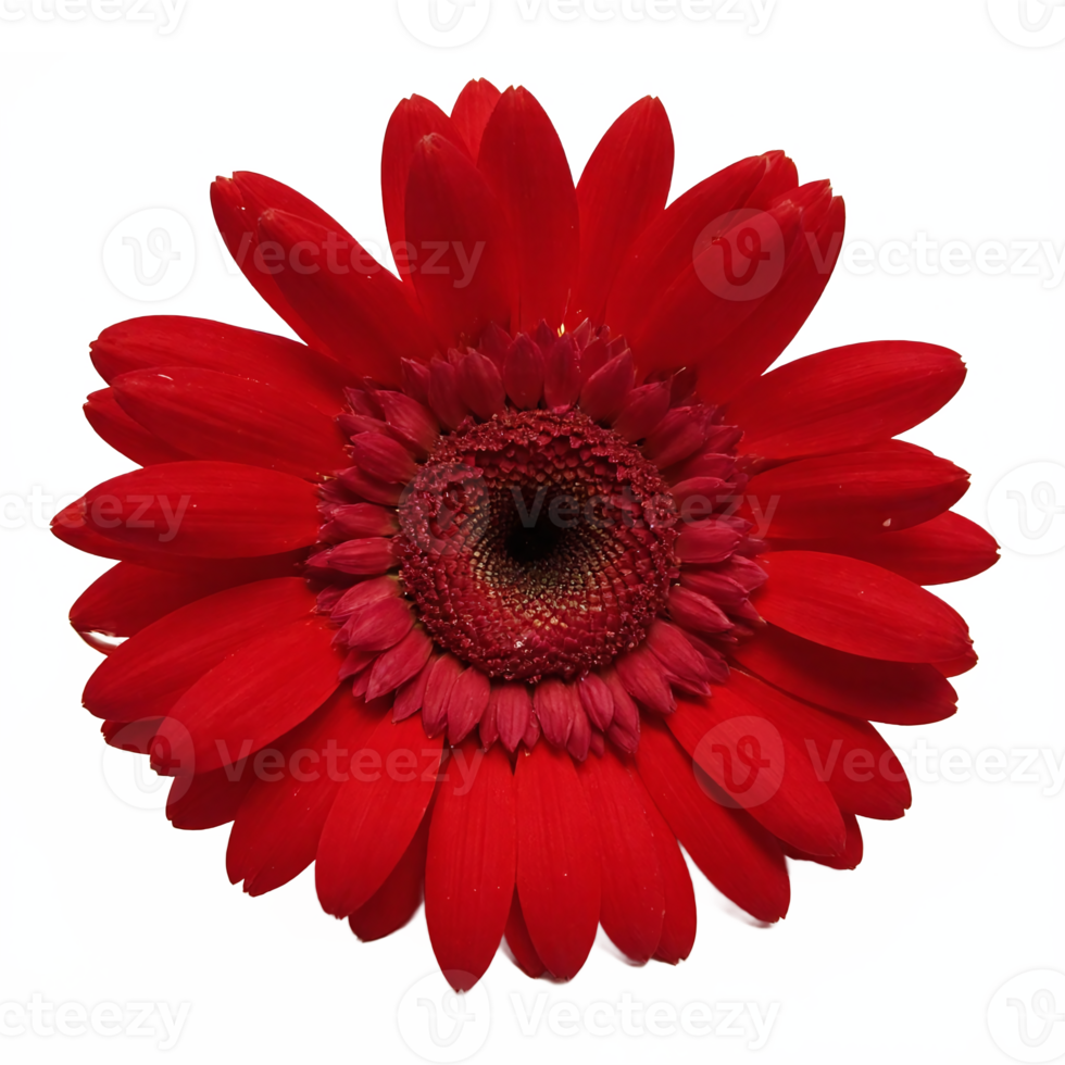 Red Gerbera Daisy Flower Close Up with No Background Transparent Clipping Path Bright Floral Bloom png