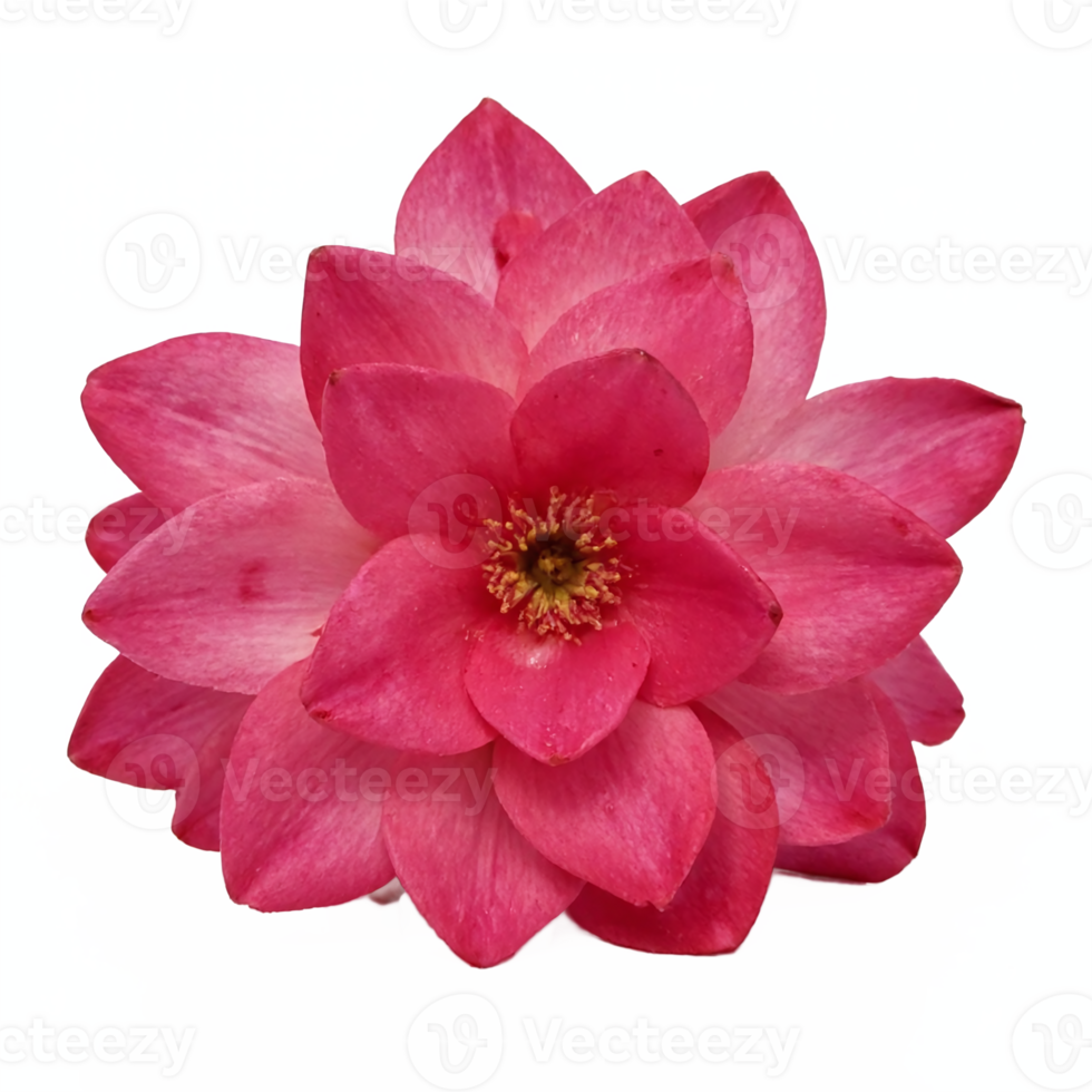 Pink Flower Bloom with Multiple Petals Close Up Isolated on Transparent Background Clipping Path png