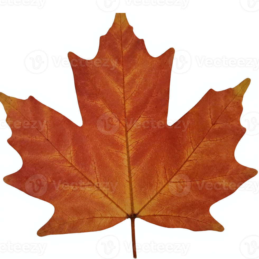 Autumn Orange Maple Leaf with Transparent Background Perfect for Seasonal Design and Decoration png