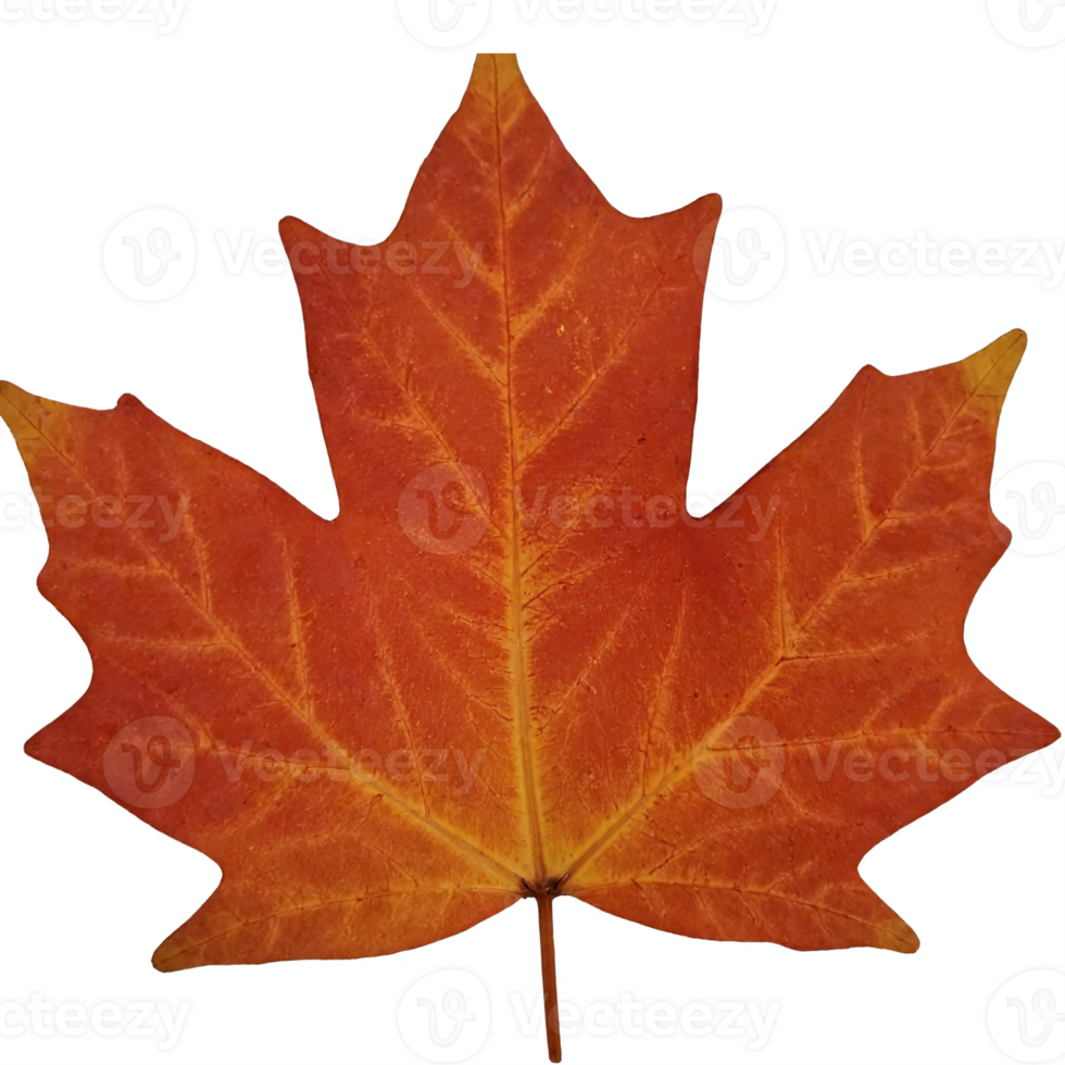Autumn Orange Maple Leaf Isolated on Transparent Background with Clipping Path for Seasonal Design png