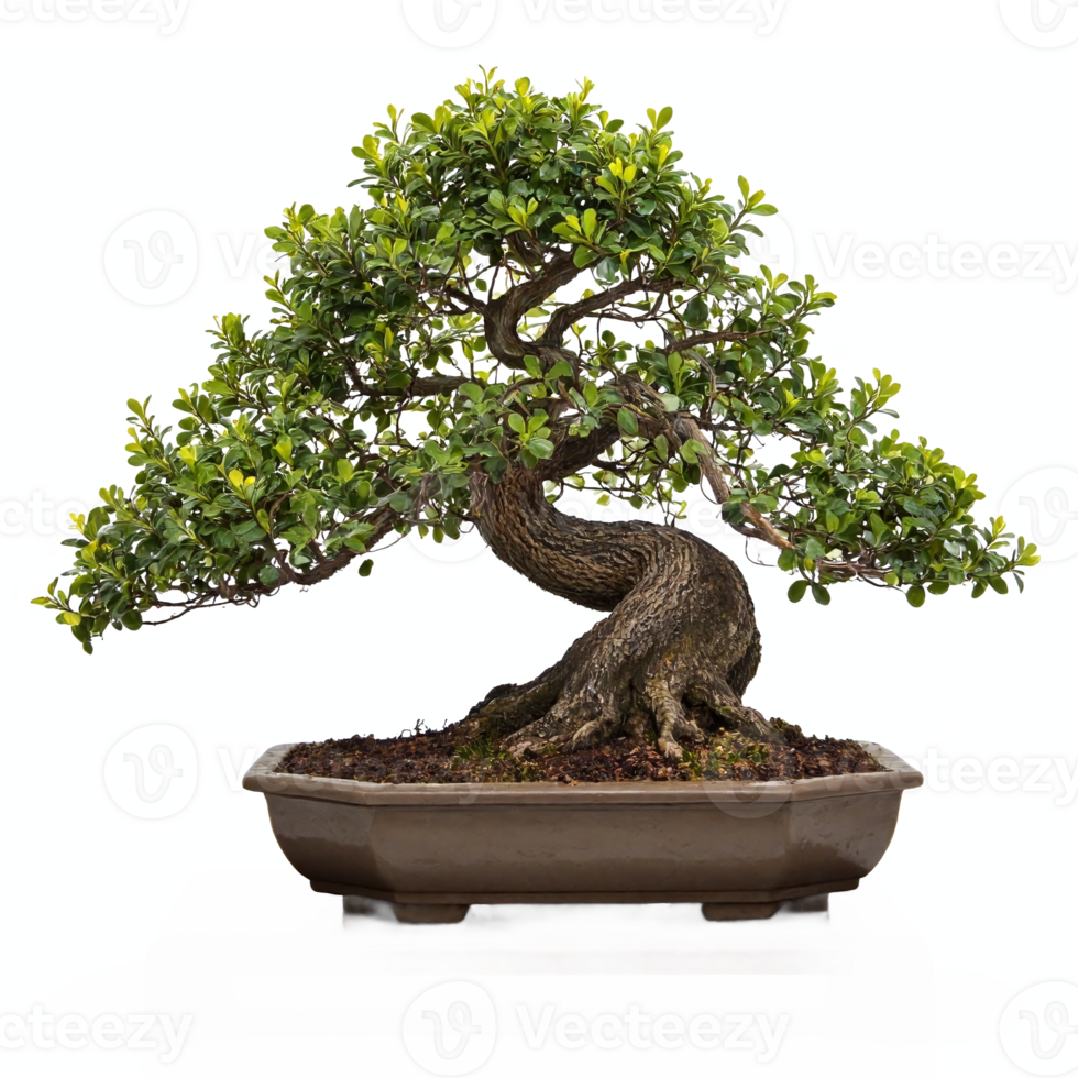 Bonsai Tree with Twisted Trunk and Lush Green Leaves in Pot Transparent Background Clipping Path png