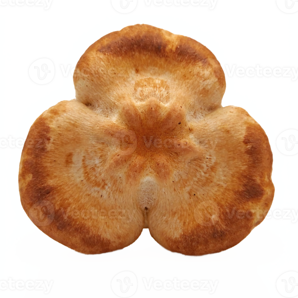 Closeup Top View Dried Wild Mushroom Cap Isolated on Transparent Background Clipping Path png