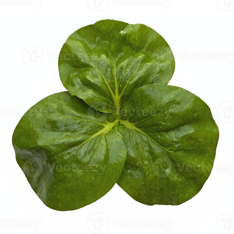 Fresh Green Butter Lettuce Leaves Closeup with Transparent Background Clipping Path png