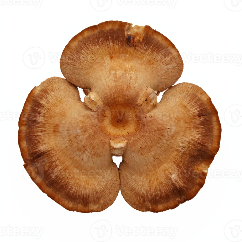 Brown Wild Mushroom Cap Top View with Natural Texture Transparent Background Clipping Path png