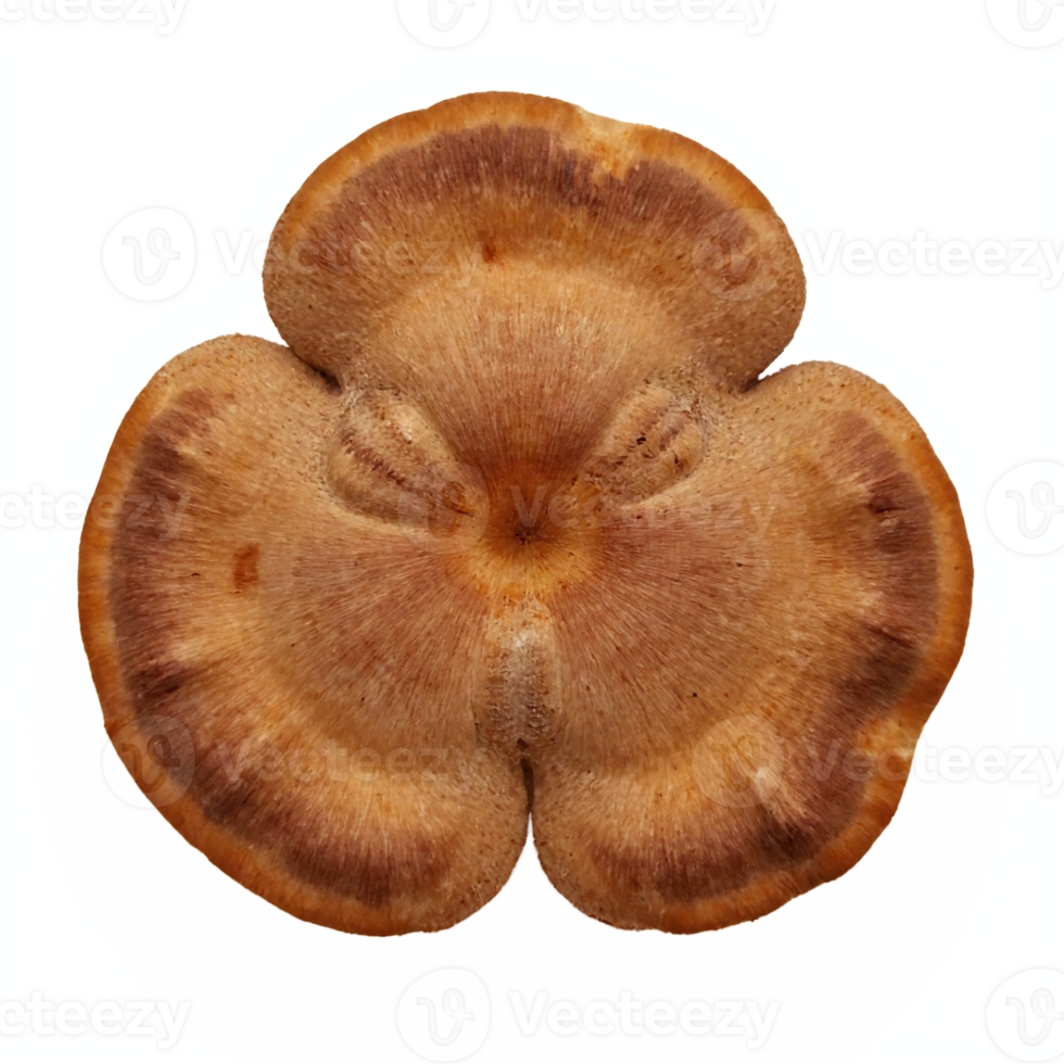 Detailed Brown Bracket Shelf Fungus with Transparent Background Clipping Path png