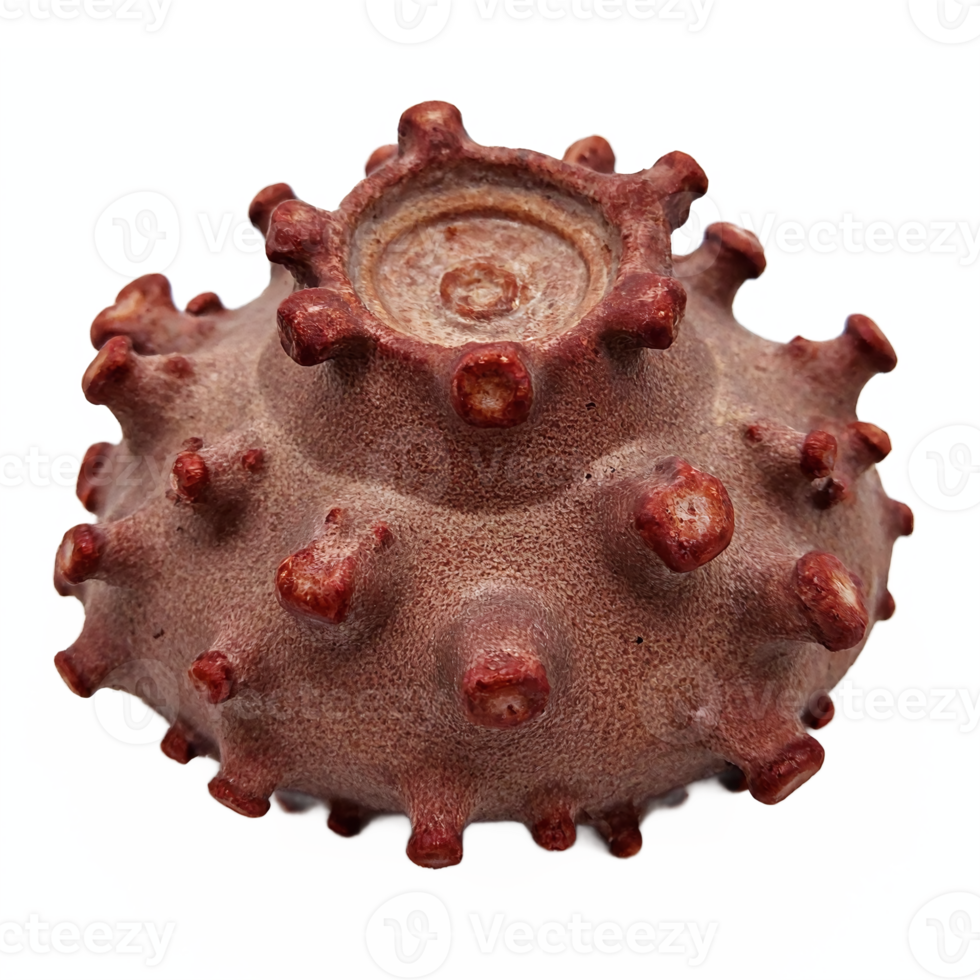 Detailed Close Up of Brown Spiky Sea Urchin Shell with Transparent Background Clipping Path png