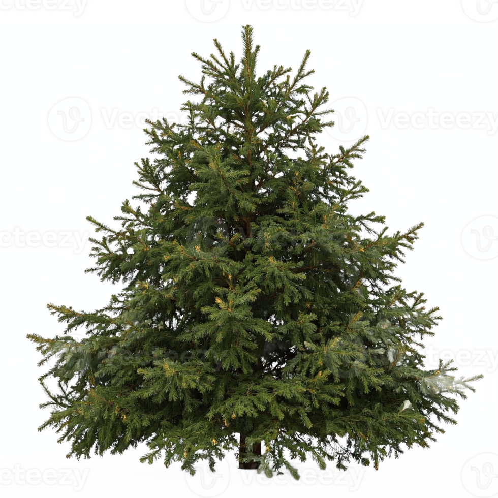 Green Pine Tree Full Shape with Detailed Branches on Transparent Background Clipping Path png