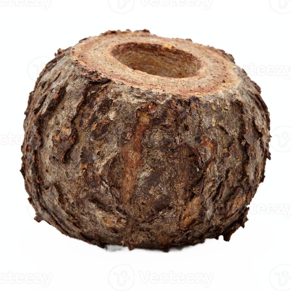 Close Up of Natural Tree Bark Seed Pod with Hollow Center on Transparent Background Clipping Path png