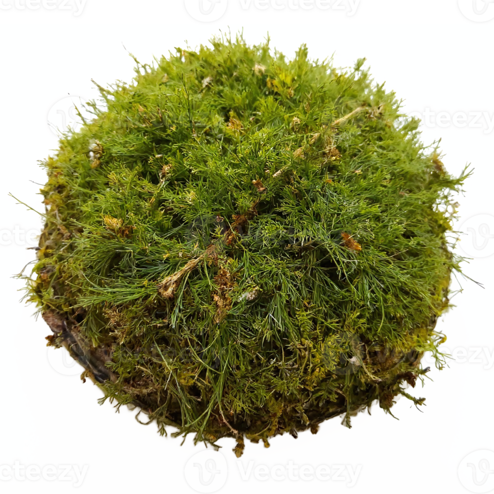 Green Moss Ball with Detailed Texture Isolated on Transparent Background Clipping Path png