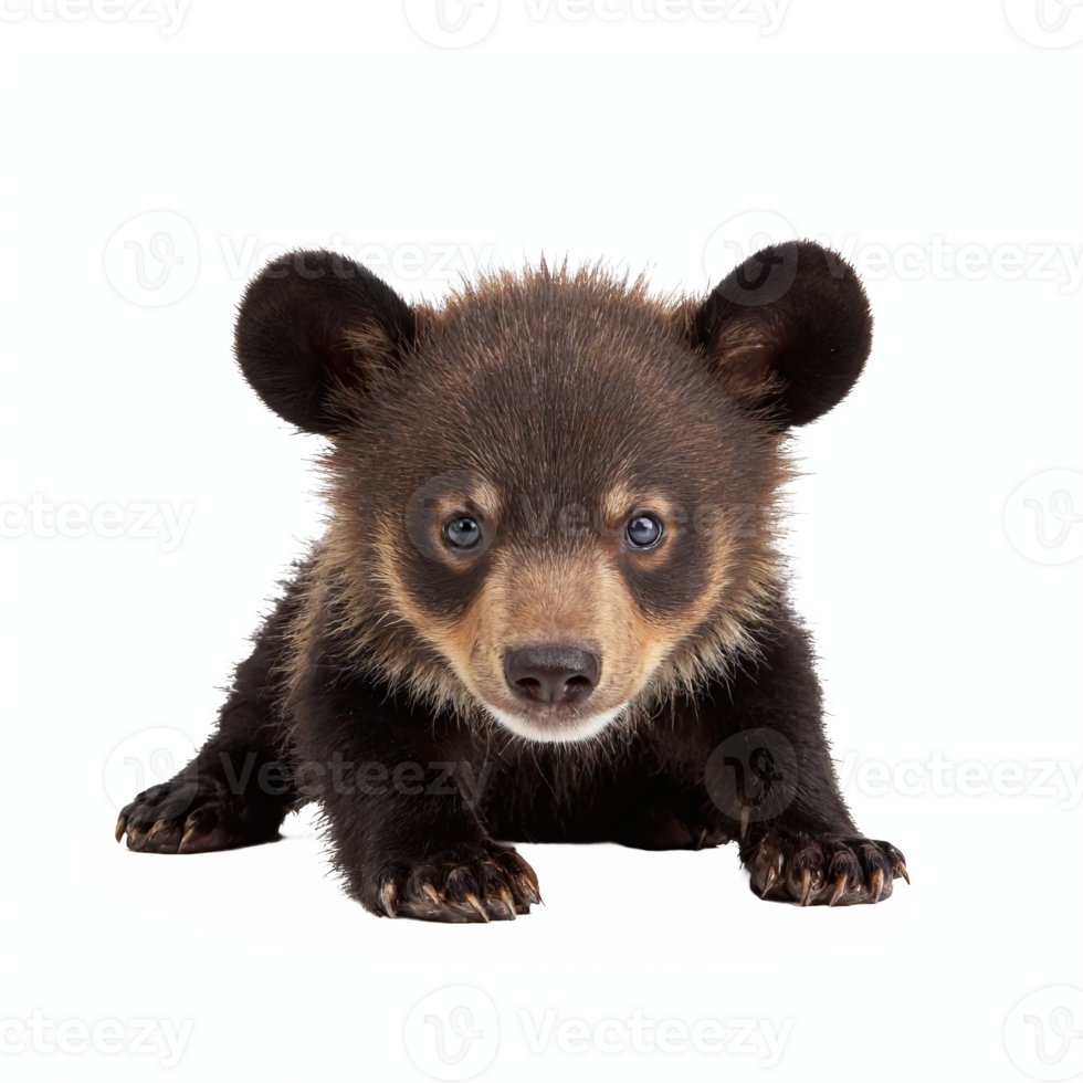 Cute Baby Black Bear Cub Crawling on Transparent Background with Clipping Path png