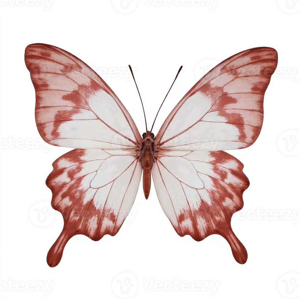 Brown White Butterfly with Detailed Wings Spread on Transparent Background Clipping Path png