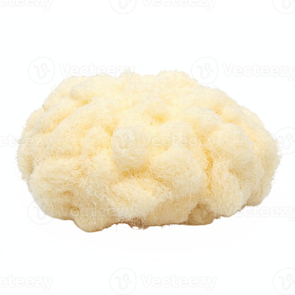 Natural Loofah Sponge with Soft Texture Isolated on Transparent Background Clipping Path png