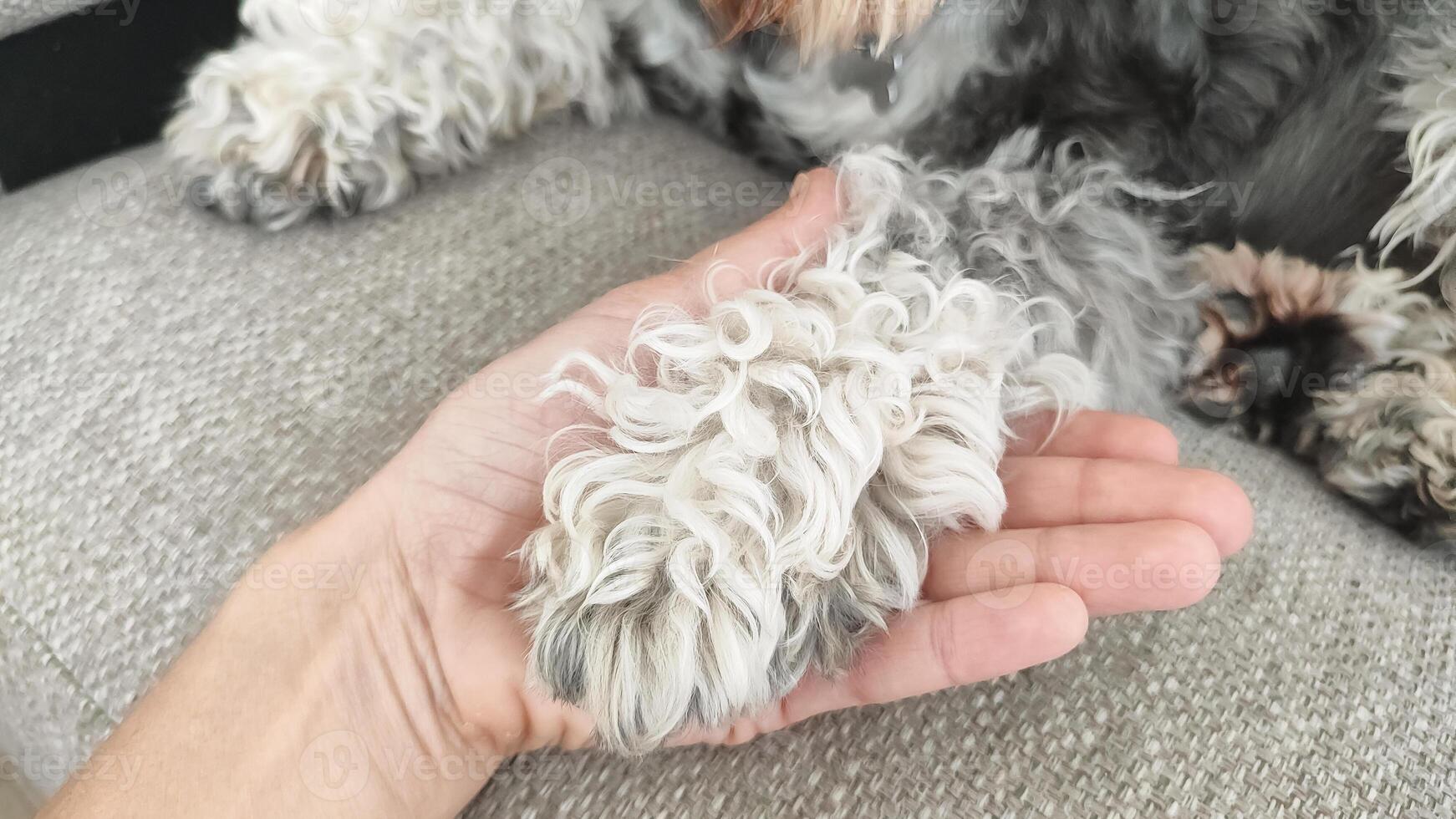 Soft paw of a fluffy dog resting on a human hand on a cozy couch photo