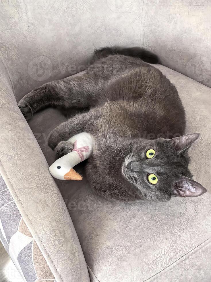 Gray Cat Relaxing on Couch with Stuffed Toy Duck. Taken with a smartphone. photo