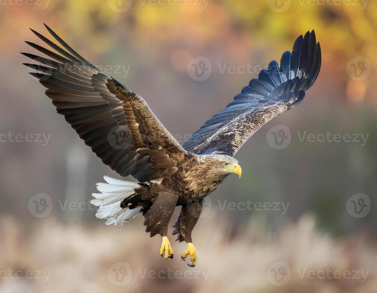 Image of Eagle Flying on The Sky photo