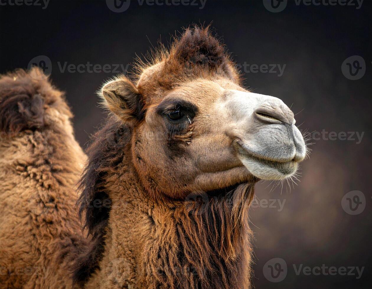 Image of Camel in Cose Up photo