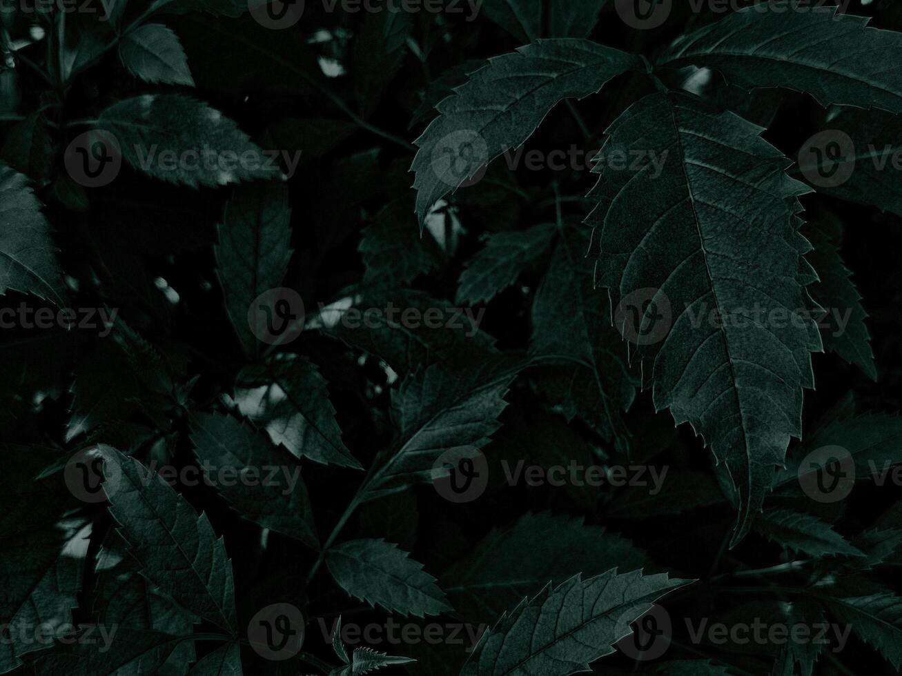 Dark Contrast of Leaves in the Garden. photo