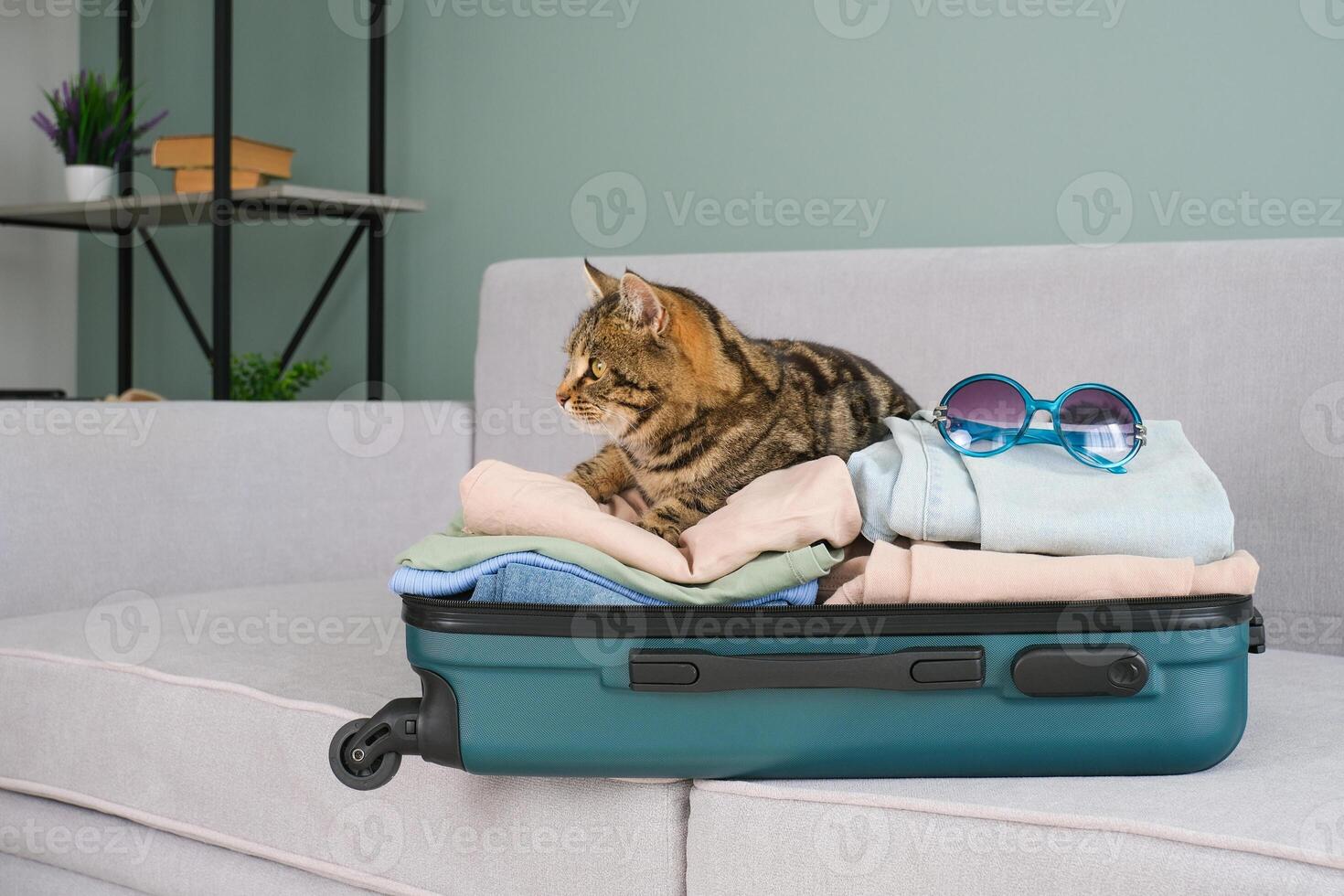 The cat is sitting on a suitcase with summer clothes. The concept of traveling with pet photo