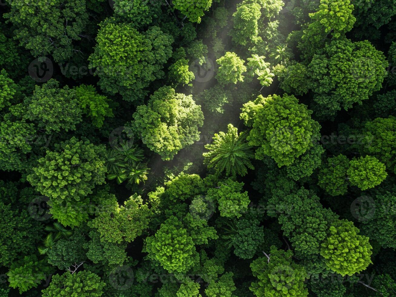 Aerial View of Lush Green Forest Canopy with Sunbeams photo