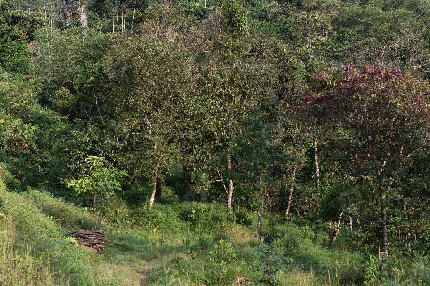 beautiful panoramic view of the forest photo