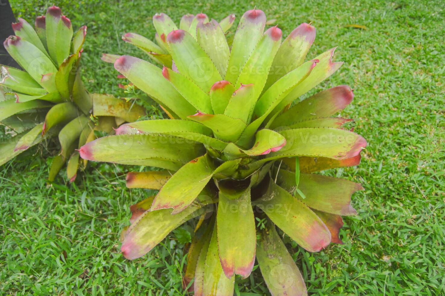 Bromeliad Plant with Green Leaves and Red Tips. photo