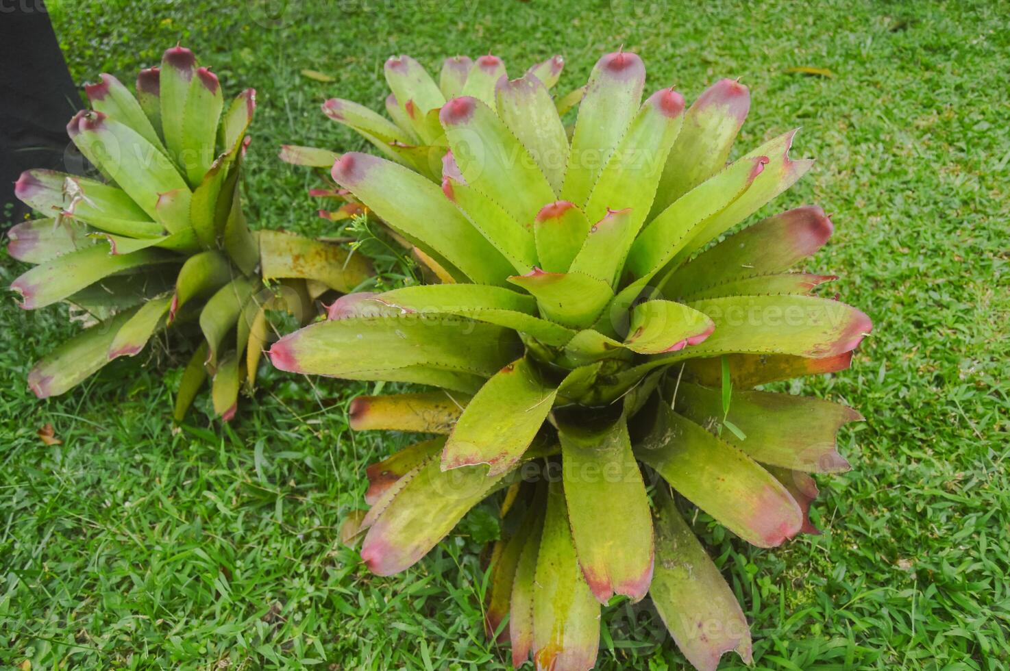Bromeliad Plant with Green Leaves and Red photo