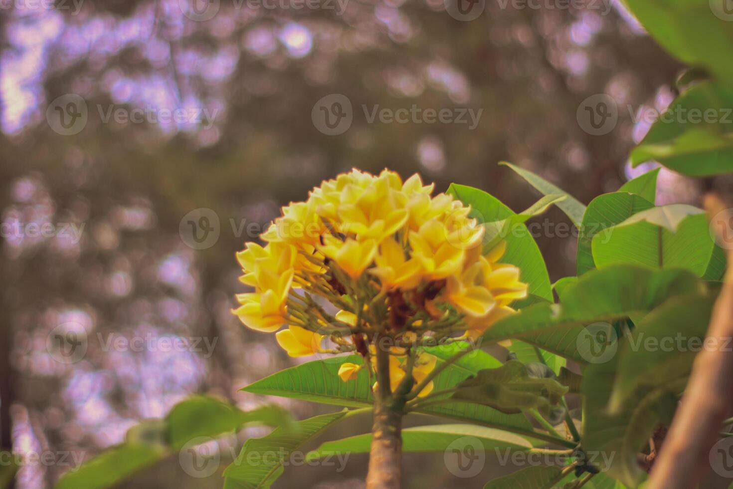 Vibrant Yellow Flower Blooming i photo