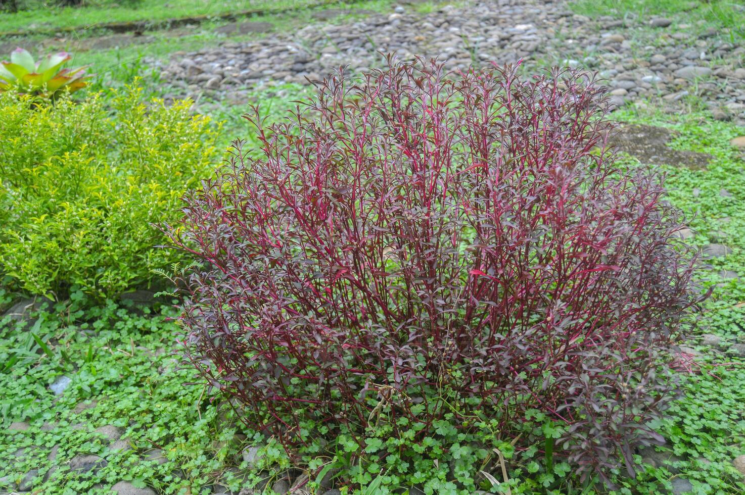 Red-Leaved Ornamental Shrub in Lush Garden photo
