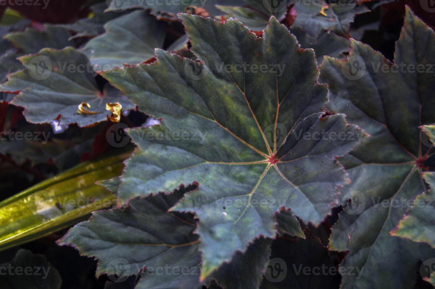 Dark-Leaved Begonia with Star-Like Vein Patterns photo