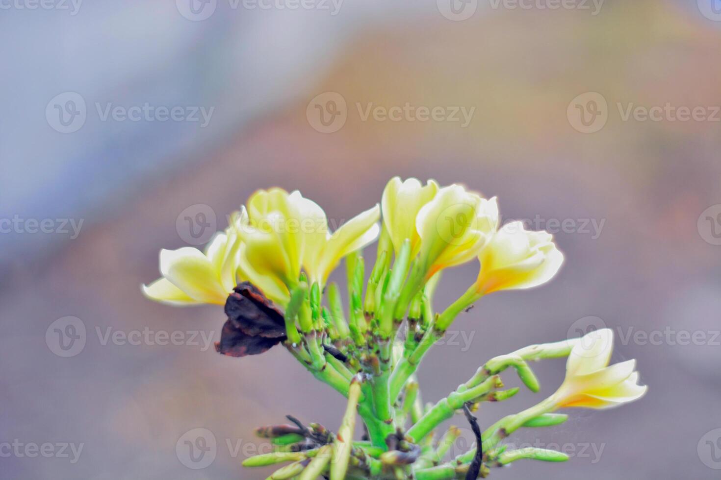 Vibrant Yellow Flower Blooming photo