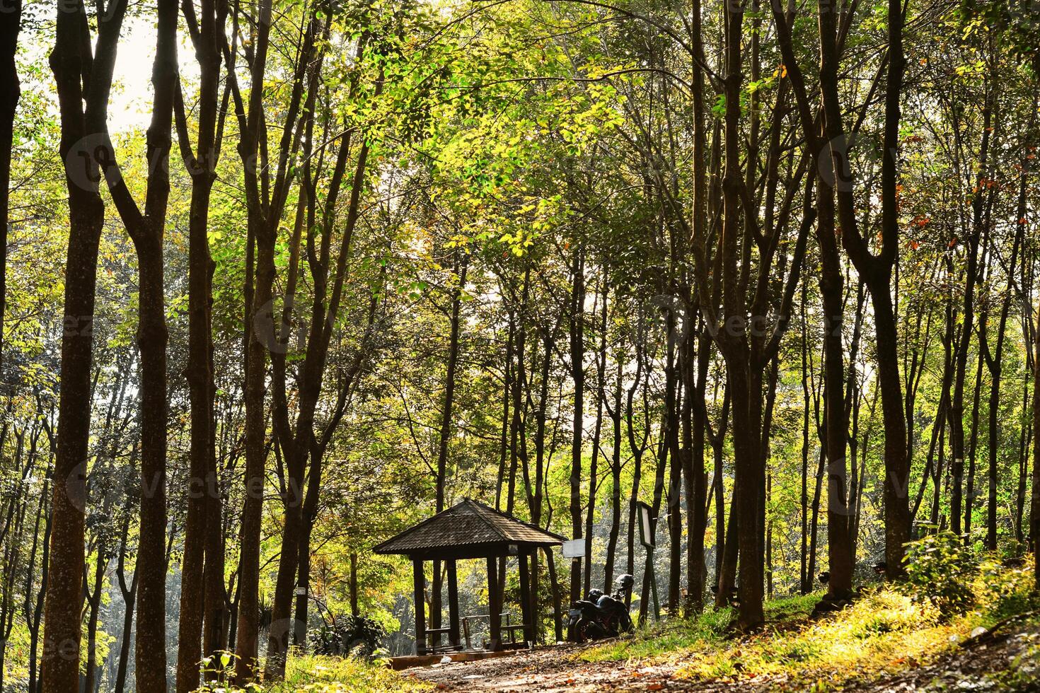 A serene summer forest filled with sunlight, tall trees, and a small wooden shelter creating photo