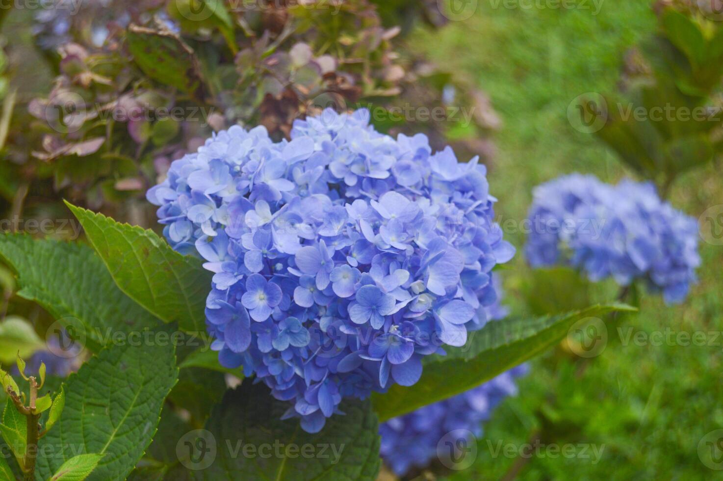photo about colorful flower garden, blue flowers blooming, spring
