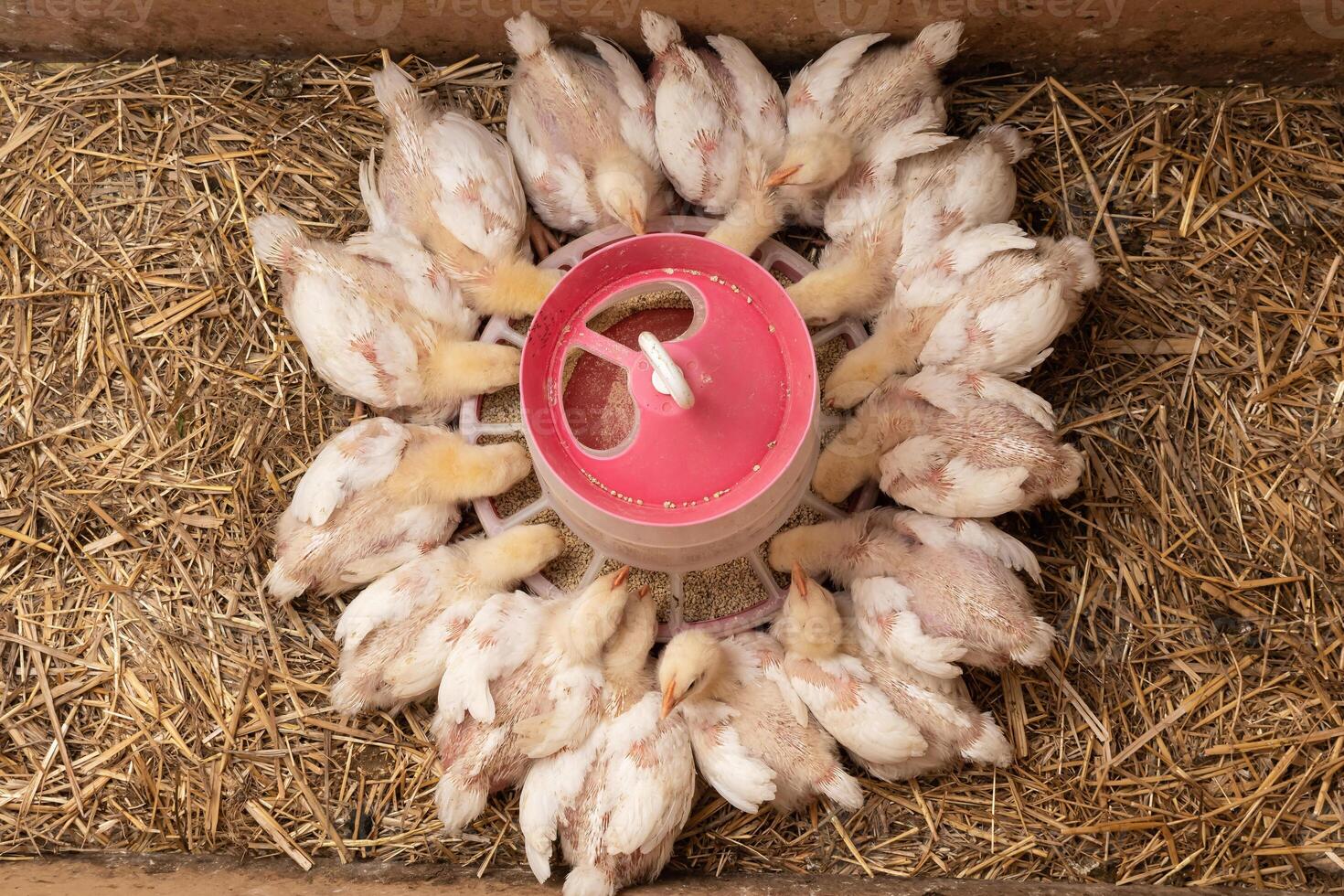 White broiler Chicken at the poultry farm. photo
