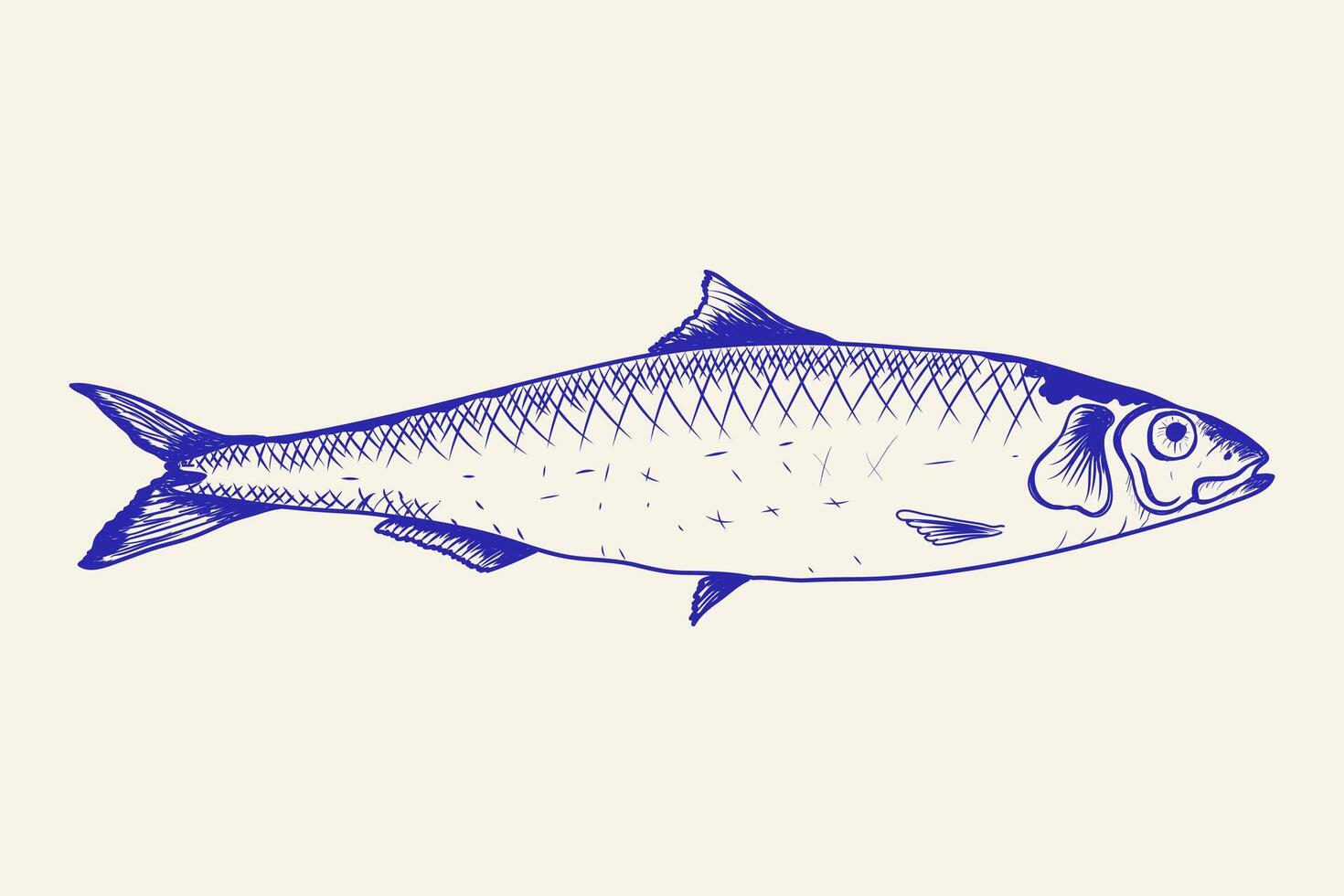 Sardine Fish Hand Drawn Isolated Background. vector