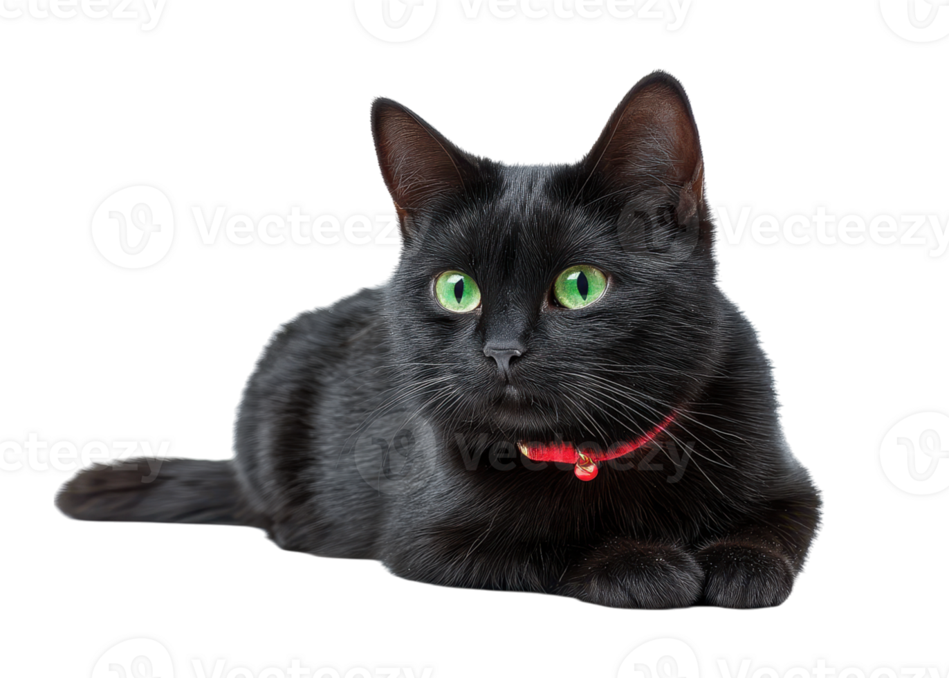 Black cat with green eyes and red collar lying down isolated on transparent background. Pet, Animal, Feline. png