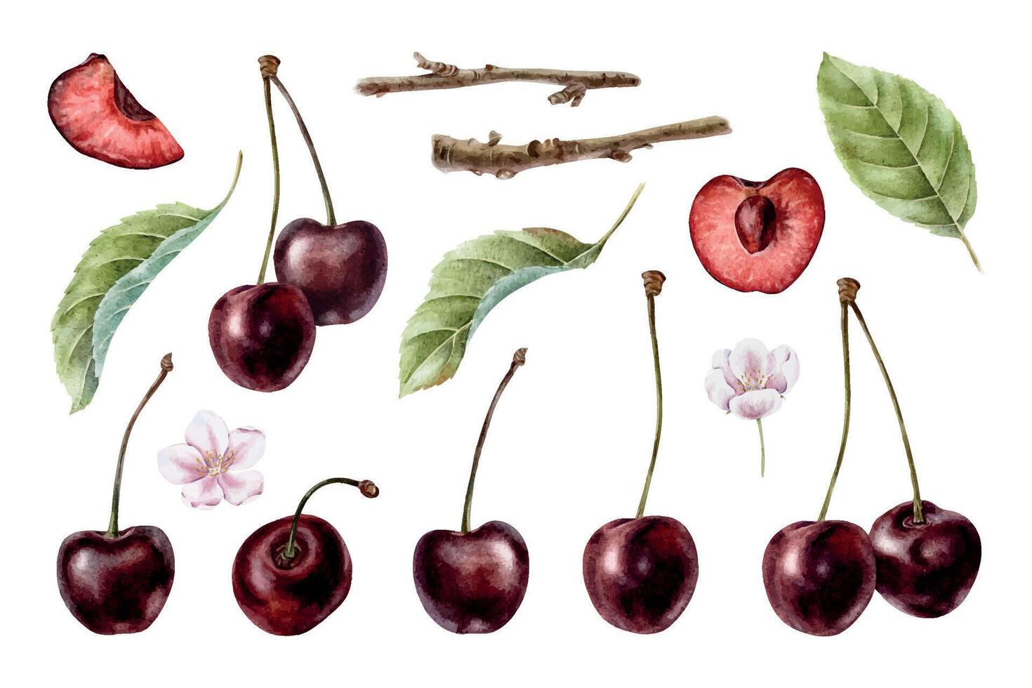 watercolor cherries and leaves illustrations vector