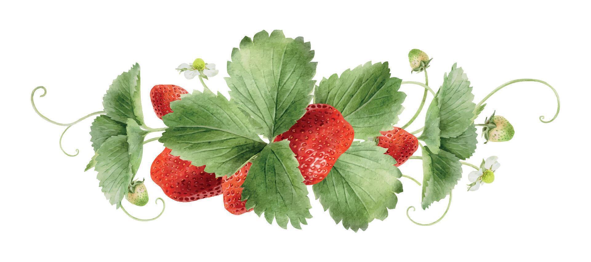 Strawberries with green leaves and flowers vector
