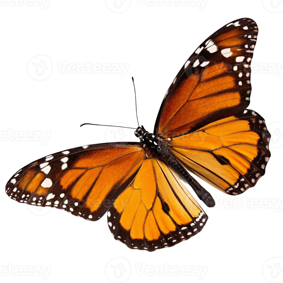 very nice butterfly png