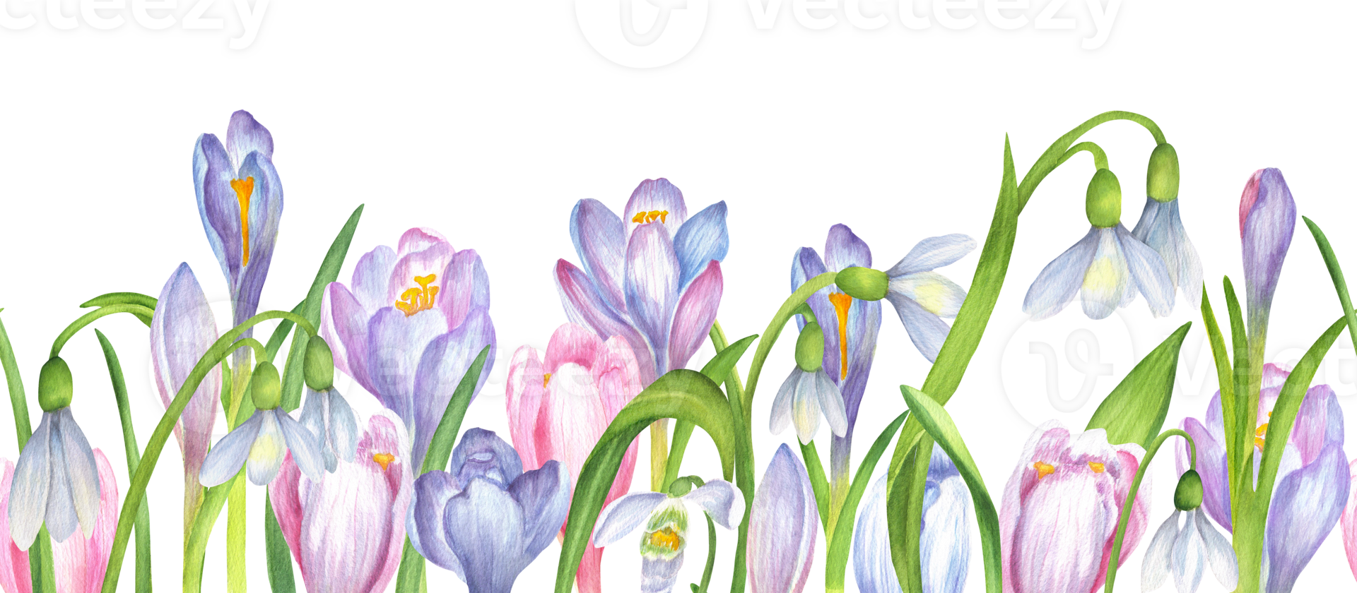 Seamless border of soft purple, blue and pink crocuses, snowdrops flowers and green leaves. Springtime border design. Springtime flowers garden clipart. Hand-drawn watercolor illustration png