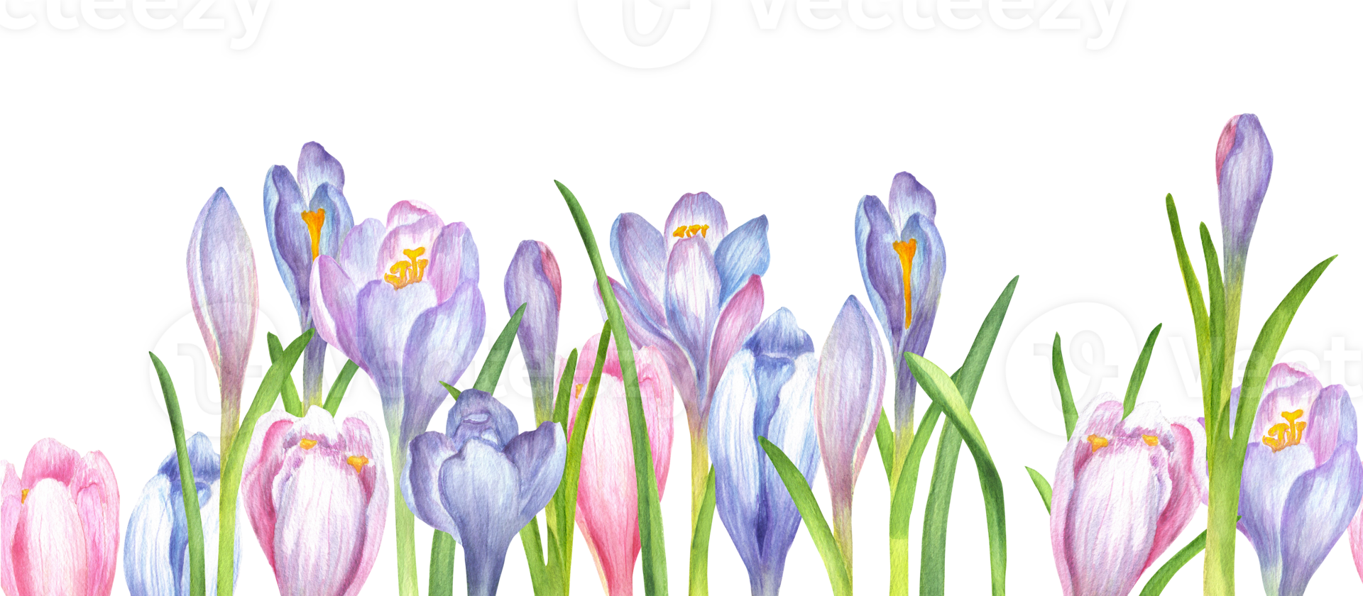 Seamless border of soft purple, blue and pink crocus flowers and green leaves. Springtime border design. Springtime flowers garden clipart. Hand-drawn watercolor illustration png