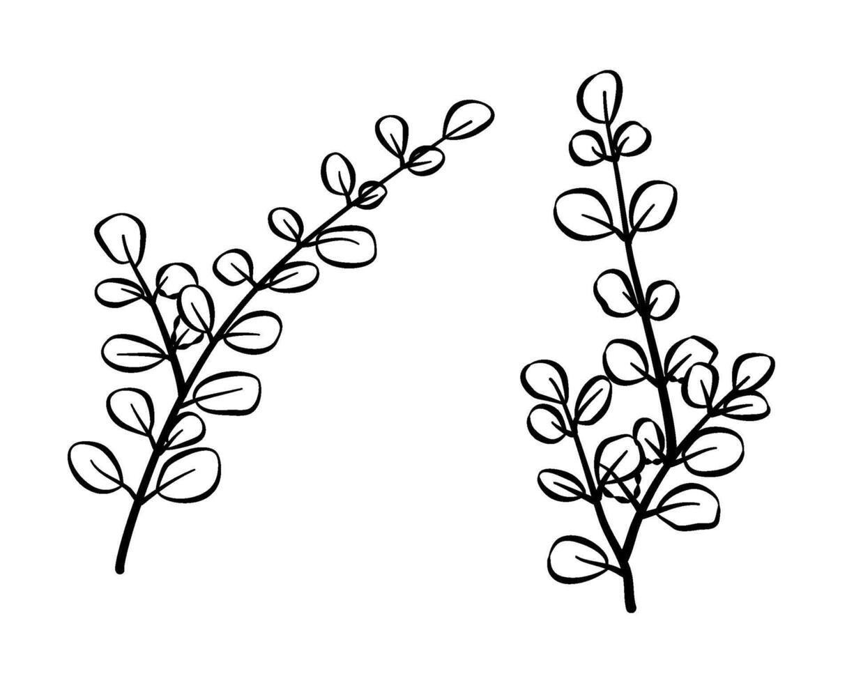 eucalyptus leaves drawing vector