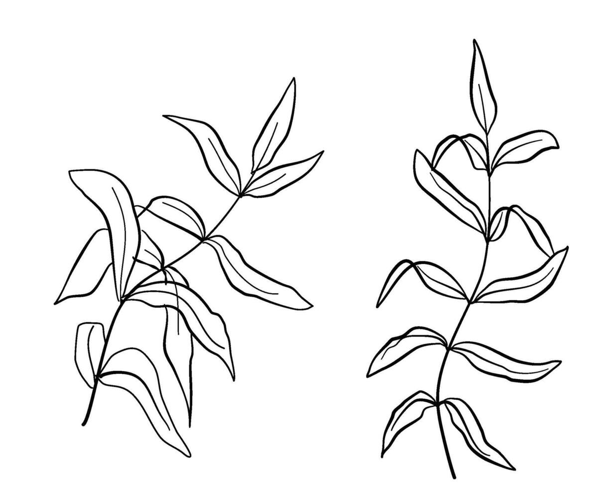 long leaves line art drawing set for decoration vector