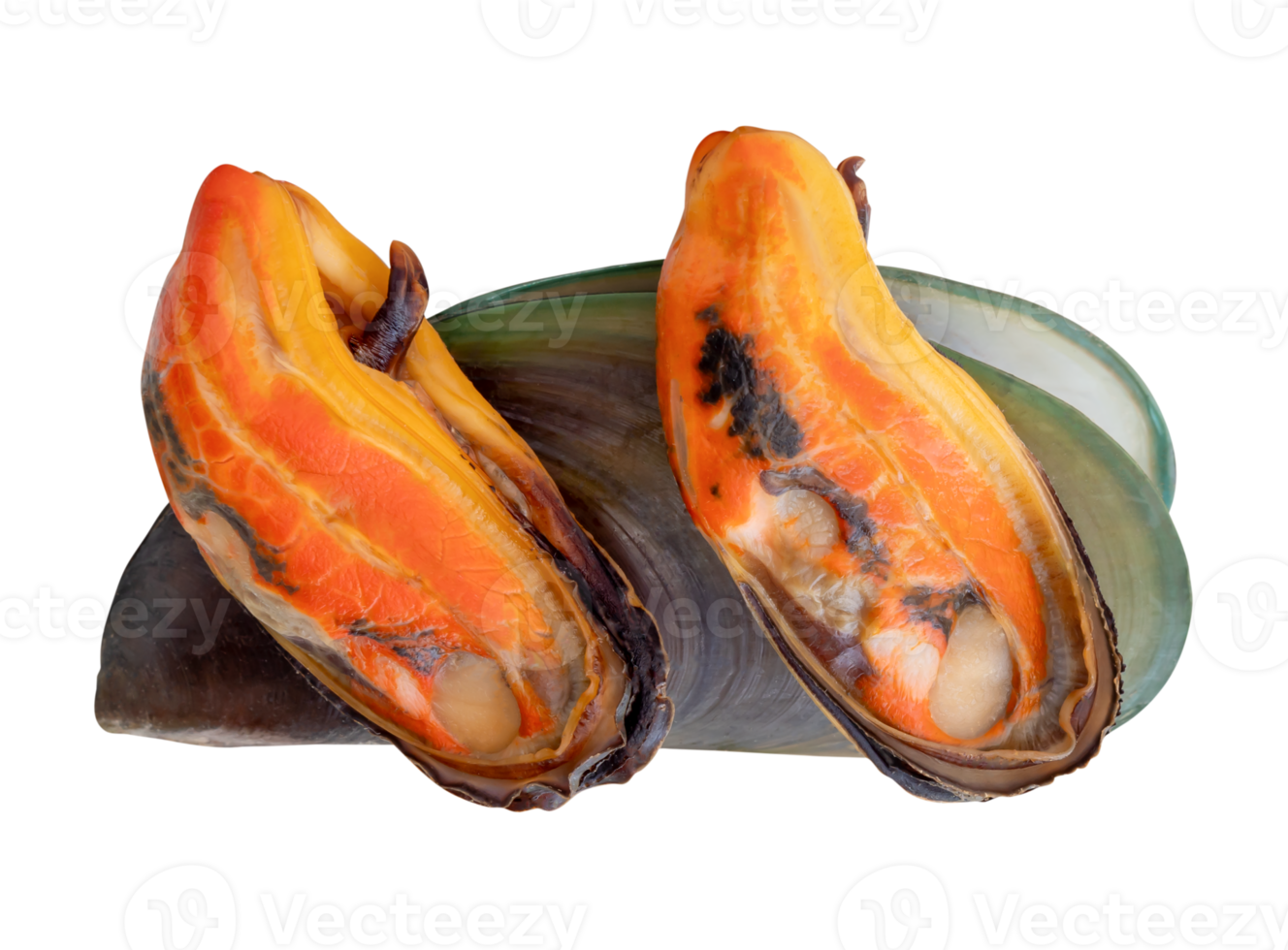 Three steamed green mussels in red meat and shell in pile isolated with clipping path in file format png