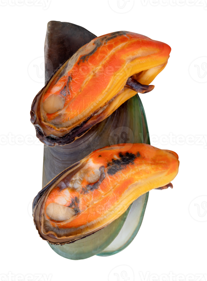 Three cooked green mussels in red meat and shell in vertical heap isolated with clipping path in file format png